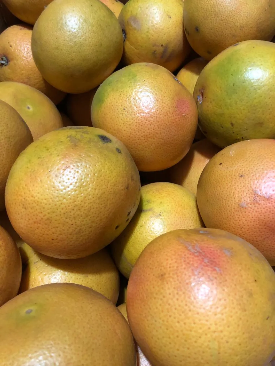Pomelos Rojo x kilo - Entre Rios