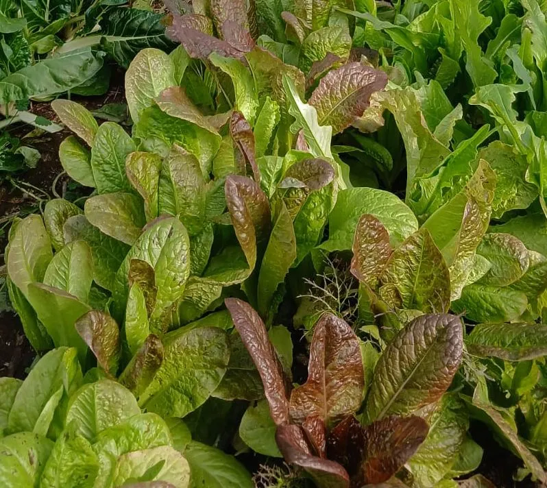 Lechuga x bolsa 500 grs - Ser Suelo
