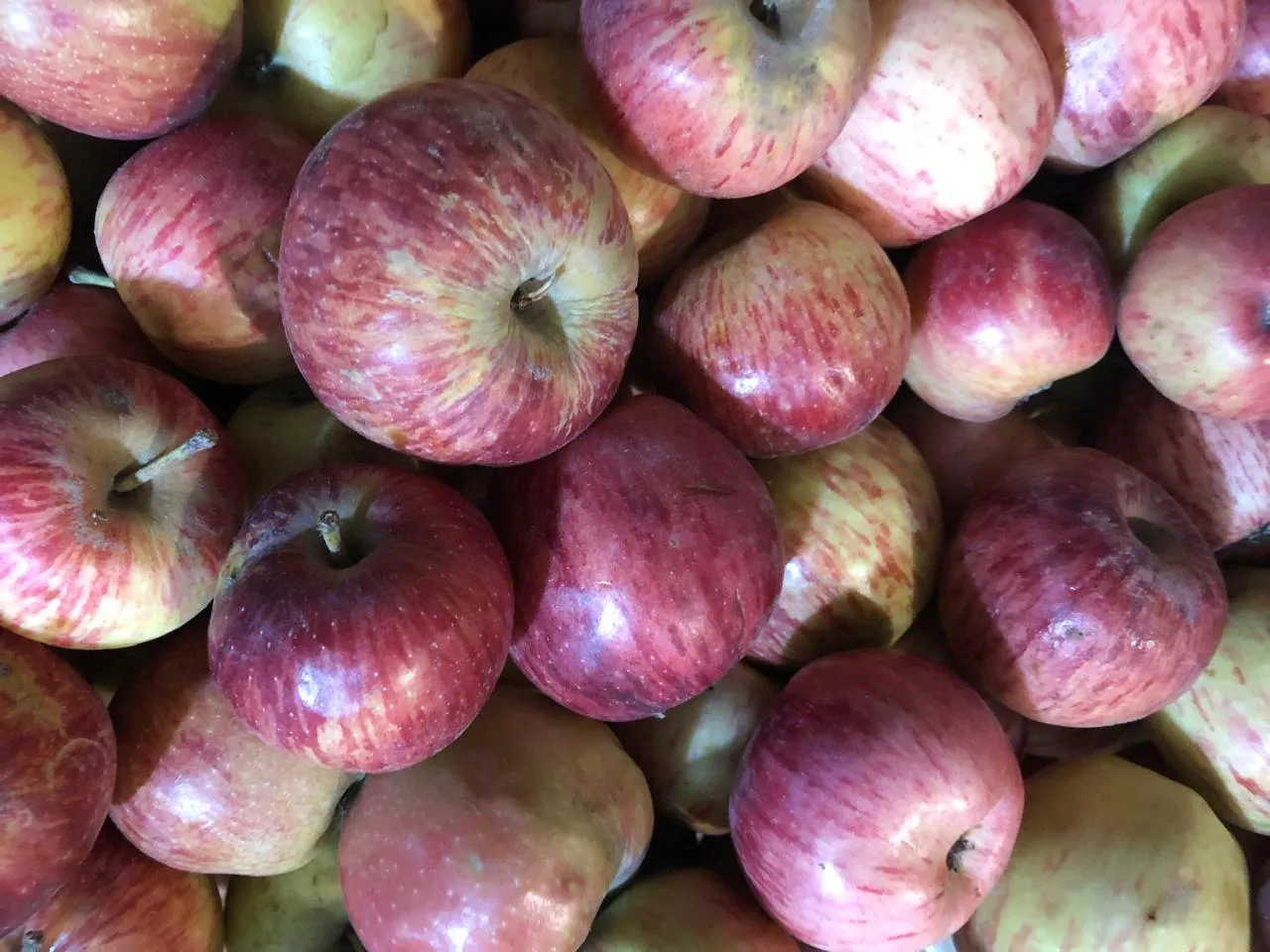 Manzanas rojas x kilo - Pagliafora