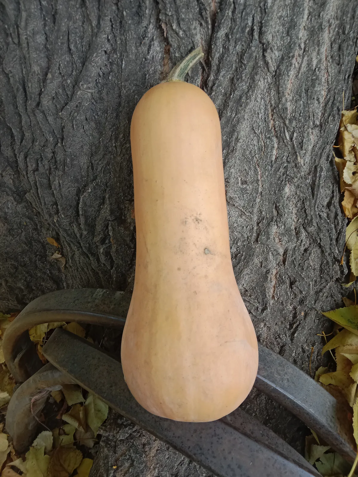 Zapallo coreano x kilo (se pide x ud se cobra x peso) - Pagliafora
